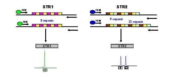 森貝伽生物：STR鑒定，為您的細胞提供身份證明